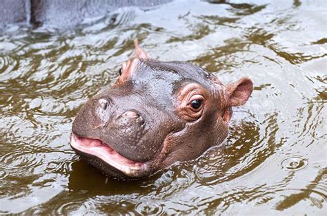 hippopotamus in hutto